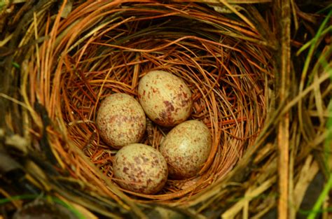 Signs of Summer 10: Eastern Towhee | Ecologist's Notebook