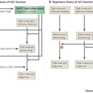 Two main theories regarding the role of the anterior cingulate cortex... | Download Scientific ...