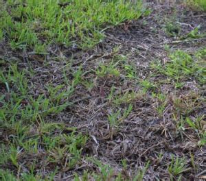 Florida Farm Pests: Southern Chinch Bugs - UF/IFAS Extension Polk County