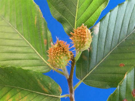 Fagus grandifolia (Fagaceae) image 868 at PhytoImages.siu.edu