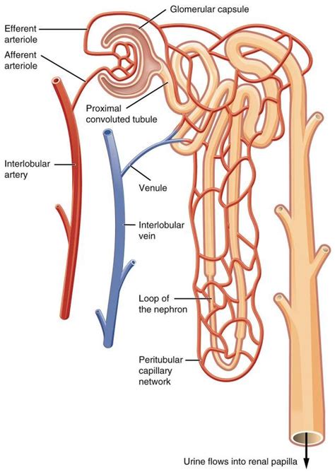 Function of the arterioles