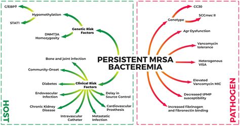 Persistent Methicillin-Resistant Staphylococcus aureus Bacteremia: Host, Pathogen, and Treatment ...