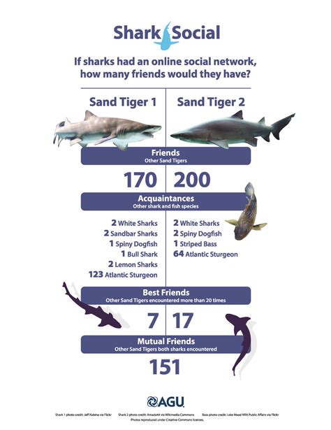 Tiger Shark Classification Chart