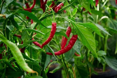 When To Harvest Chili Peppers - The Right Time - Grower Today