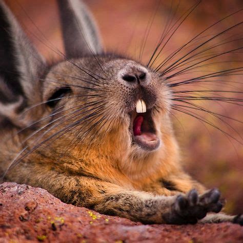 100 Yawn ideas | yawning, cute animals, animals