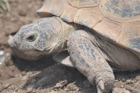 Endangered Bolson Tortoise | Tortoise, Pets, Endangered