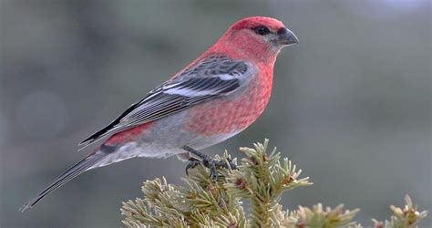 Pine Grosbeak Identification, All About Birds, Cornell Lab of ...