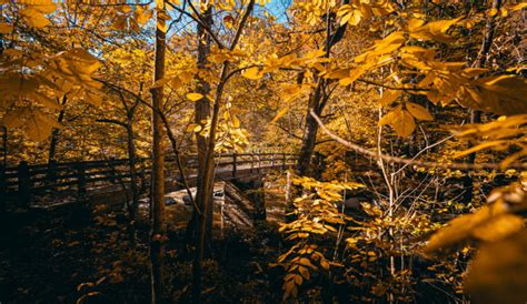 Photos of Rock Creek Park in the Fall