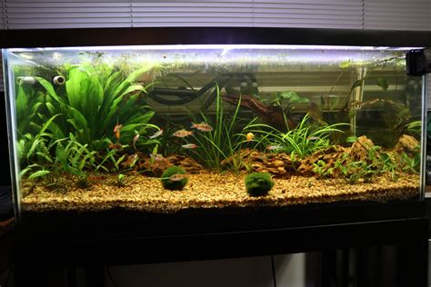 first attempt at a planted tank. Decided to try a soil/gravel mix with ...