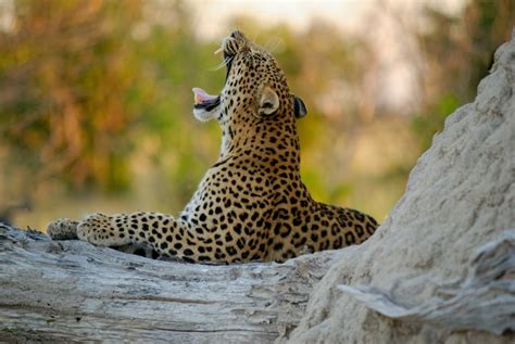 Best Time To Go To The Okavango Delta - Secret Africa