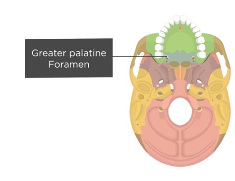 Palatine bone: anatomy and labeled diagram | GetBodySmart