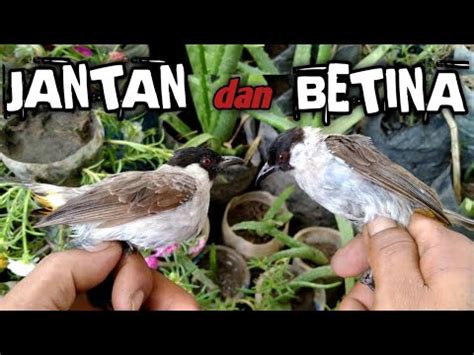 Perbedaan jenis kelamin burung kutilang JANTAN dan BETINA - YouTube