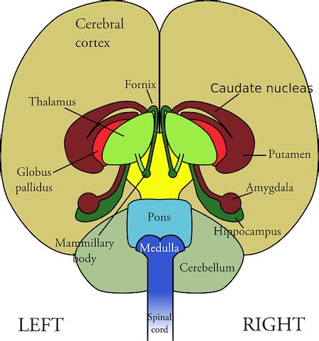 Basal Ganglia | Anatomy, Function & Location - Video & Lesson Transcript | Study.com