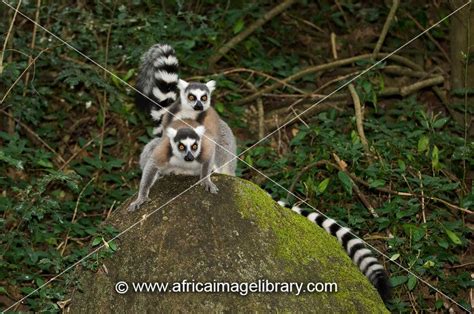 Photos and pictures of: Ring tailed lemurs mating, Lemur catta, Anjà ...