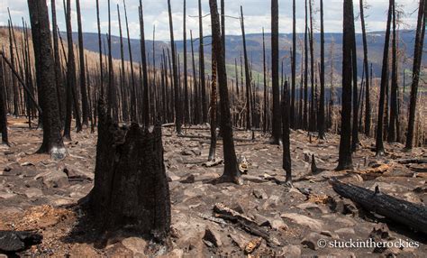 West Fork Complex Wildfire Aftermath