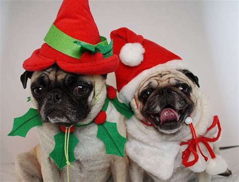 Pug Christmas Card 2007 | Pugs funny, Pugs, Cute pugs