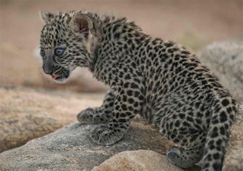 Arabian leopard conservation breeding programme welcomes 7 new cubs ...