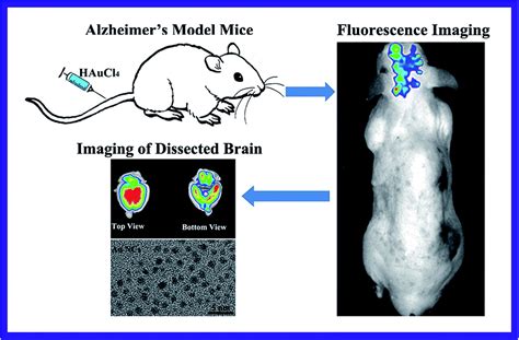 Fluorescent gold nanoclusters for in vivo target imaging of Alzheimer's disease - RSC Advances ...