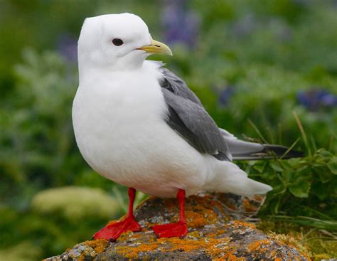 Red-legged Kittiwake - St. Paul Island Tour