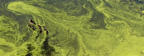 Blue-Green Algae Bloom at Worden Pond - Charlestown Citizens Alliance