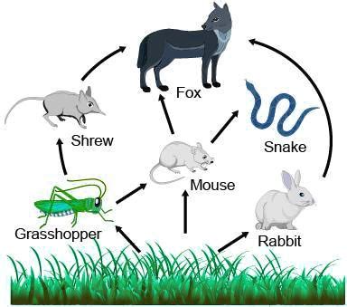 SOLVED: 'The diagram shows a forest food web. Which organism is both a secondary and tertiary ...