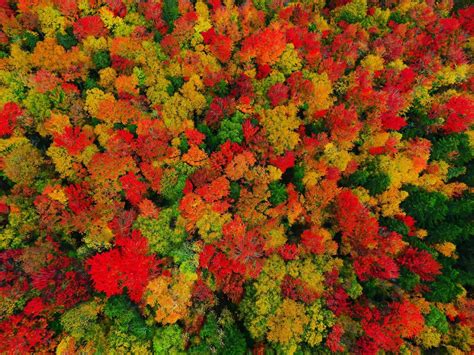 Vermont Fall Foliage I captured in Peacham VT - Album on Imgur | Fall color trees, Aerial images ...