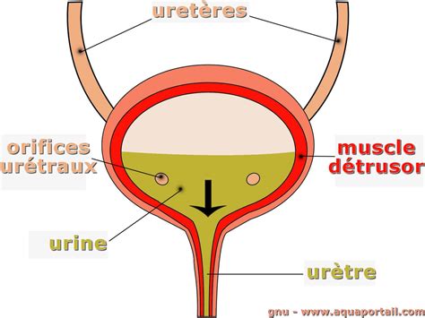 Detrusor Muscle