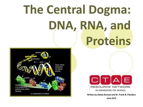 PPT - The Central Dogma: DNA, RNA, and Proteins PowerPoint Presentation - ID:6242865