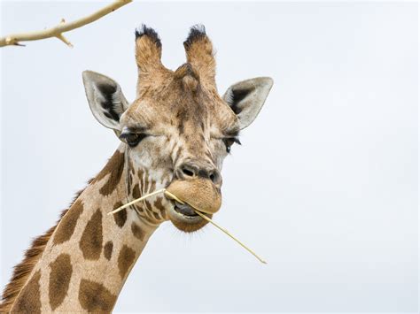 What Are Those Things on Giraffes’ Heads? | The Ark In Space