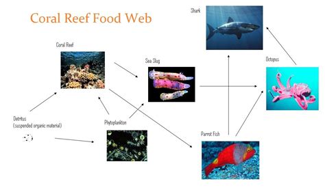 Food Web | Coral reef food web, Food web, Coral reef craft