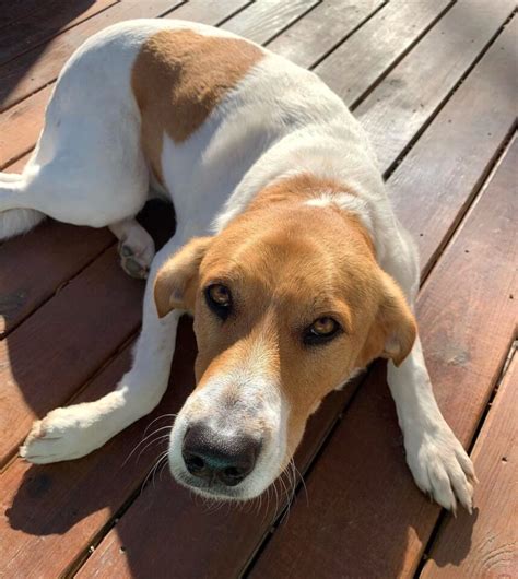 Brittany Spaniel Mixes: 21 Beautiful Crossbreeds