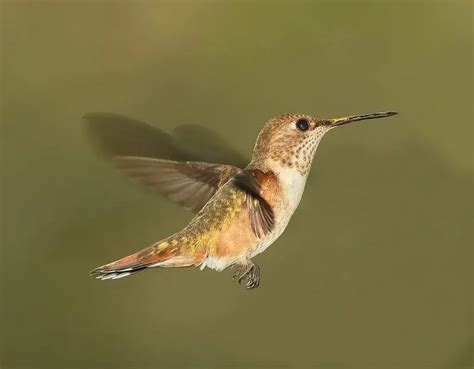 Hummingbirds in Florida (11 Species with Pictures) - Wild Bird World