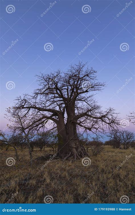 Large Lone Baobab Tree after Sunset on Kukonje Island Stock Photo - Image of daytime, outdoor ...