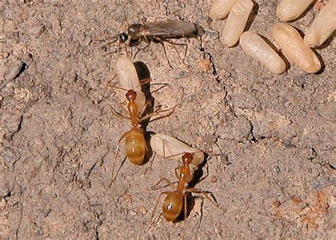 Small Brown Sugar Ant - Camponotus sp.