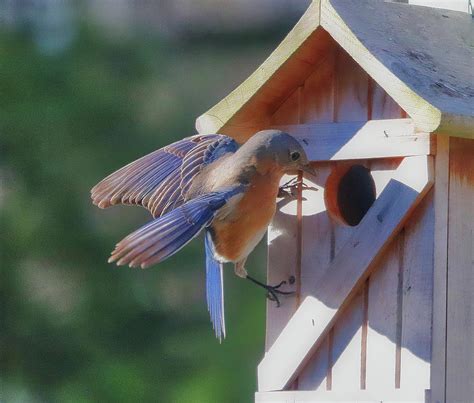 Eastern Bluebird Nesting Box Inspection Photograph by Steven Sutter ...