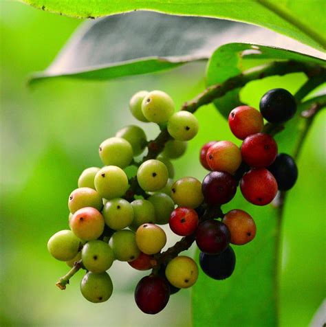 Benefits Antidesma bunius fruit ( bignay / bugnay / bignai wild cherry / currant tree ) for ...