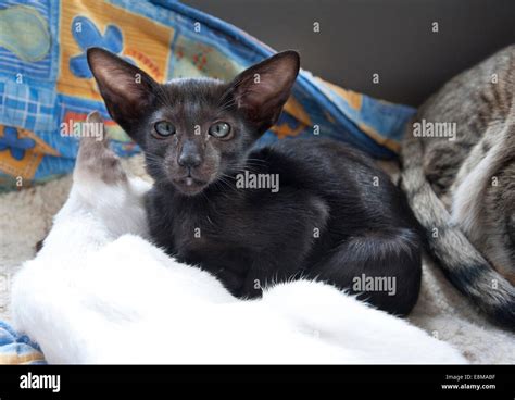 A three month old black siamese oriental kitten Stock Photo - Alamy