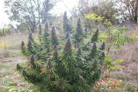 The best cannabis strains to grow outdoors in South Africa now - gevaaalik.com