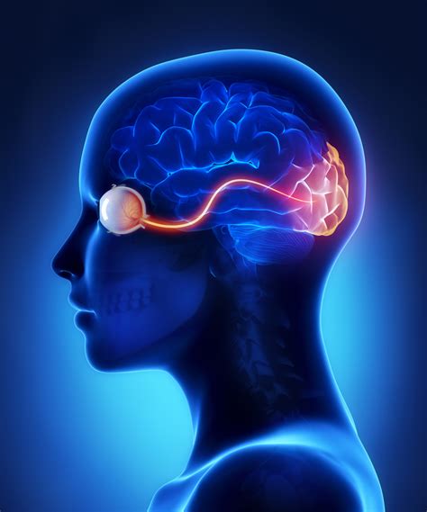 The Optic Nerve And Its Visual Link To The Brain - Discovery Eye Foundation