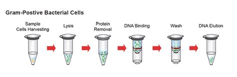 Genomic DNA Isolation Kit (Blood/Cultured Cell/Fungus) – GeneDireX, Inc.