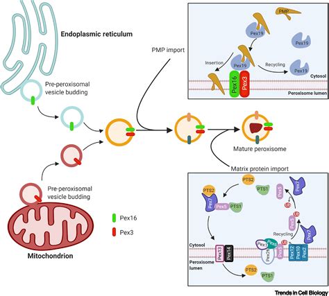 Peroxisomes as cellular adaptors to metabolic and environmental stress: Trends in Cell Biology