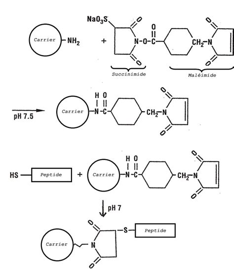 Difference Between Hapten and Antigen | Compare the Difference Between Similar Terms