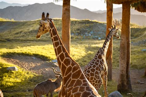 17 Extraordinary Facts About The Living Desert Zoo And Gardens - Facts.net