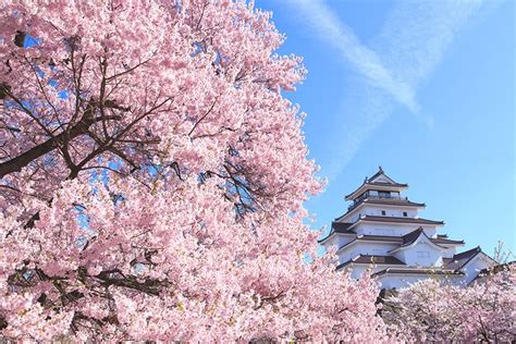 Bunga Sakura Sudah Mekar, Musim Semi 2021 di Jepang Mulai Lebih Awal ...