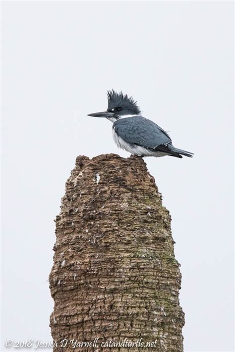 Nesting Underway at Viera Wetlands - catandturtle