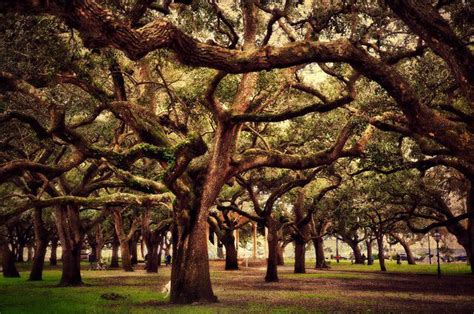 Battery Park Charleston, South Carolina | Places to go, Places ive been, Places