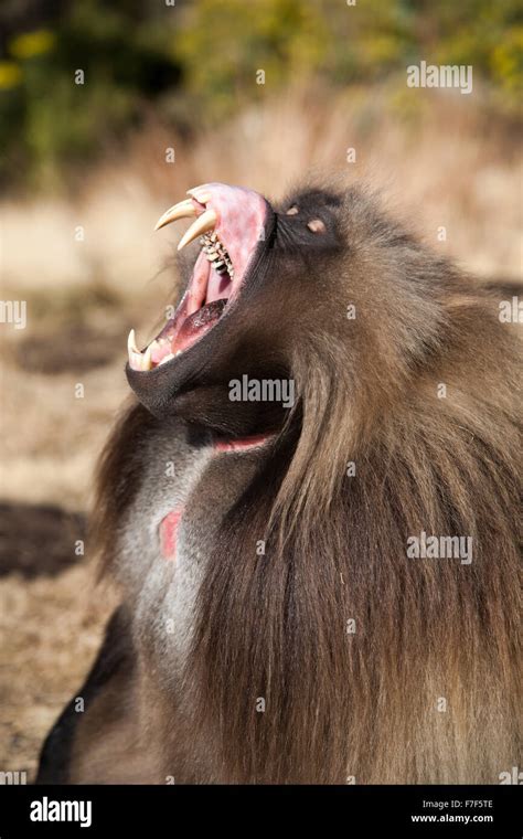 41+ Baboon Teeth PNG - Teeth Walls Collection For Everyone