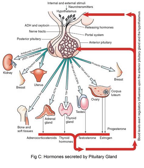 Pituitary Gland unfolded! Here is all you need to know! - askIITians Blog - One place for all ...