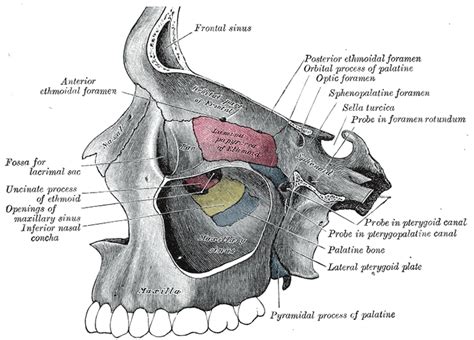 Pterygopalatine fossa - wikidoc