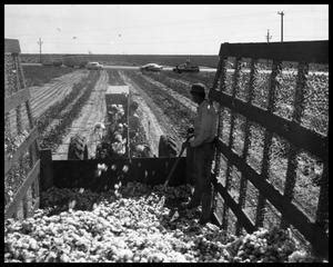 Cotton Picking & Cotton Ginning - The Portal to Texas History